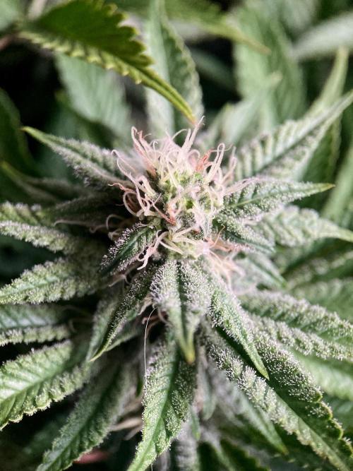 3M 🔺 Tutankhamon. Week 12