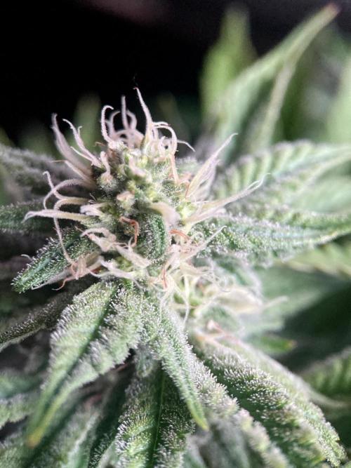 3M 🔺 Tutankhamon. Week 12