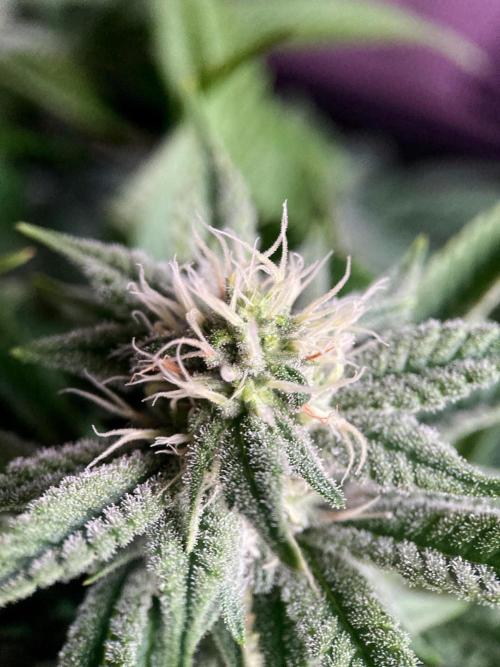 3M 🔺 Tutankhamon. Week 12