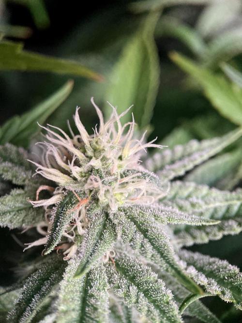 3M 🔺 Tutankhamon. Week 12