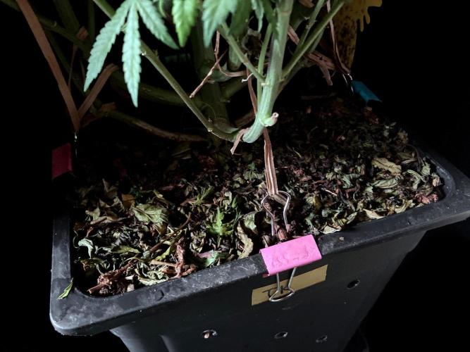 3M 🔺 Tutankhamon. Week 12 - Sacred Mulch