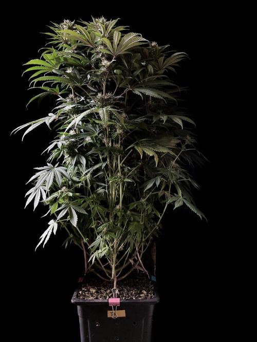 3M 🔺 Tutankhamon. Week 12