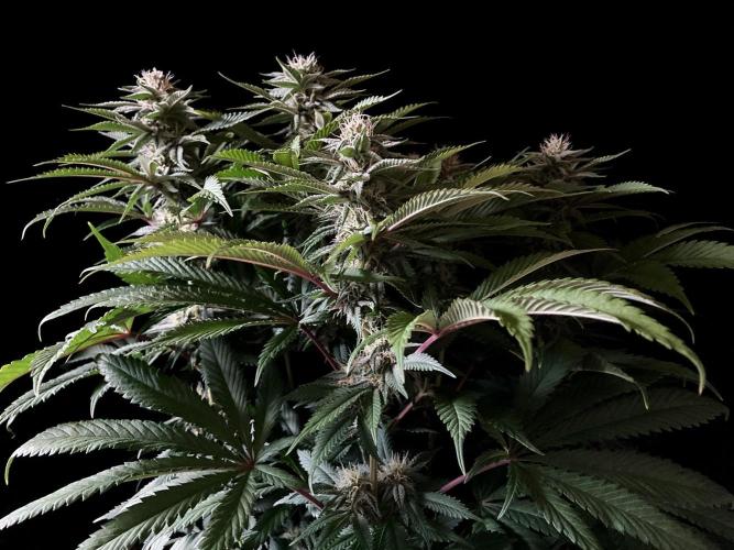 3M 🔺 Tutankhamon. Week 12