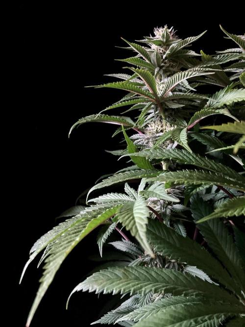 3M 🔺 Tutankhamon. Week 12