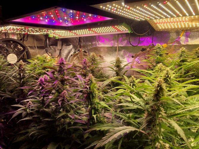3M 🔺 Tutankhamon. Week 12