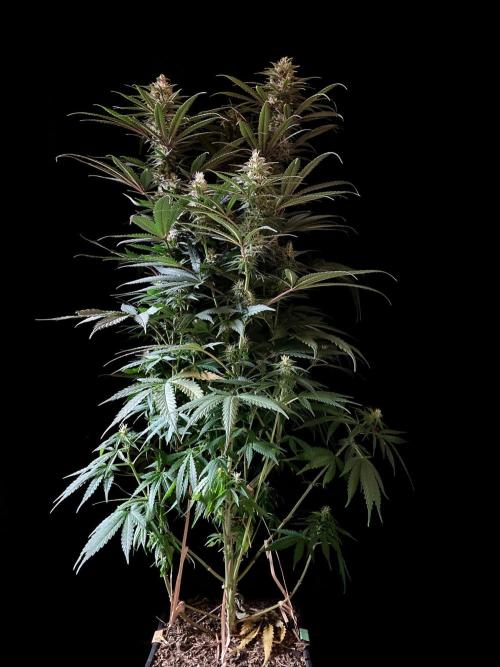 3M 🍁 NL x Thai. Week 11