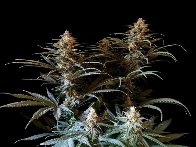 3M 🍁 NL x Thai. Week 11