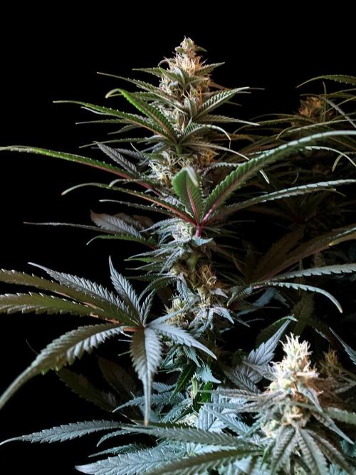 3M 🍁 NL x Thai. Week 11