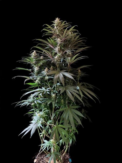 3M 🍁 NL x Thai. Week 11