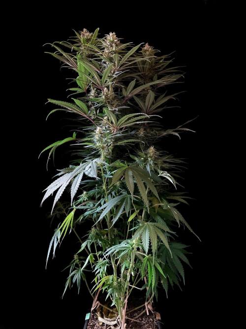 3M 🍁 NL x Thai. Week 11