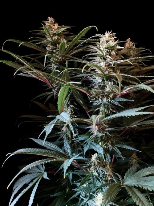 3M 🍁 NL x Thai. Week 11