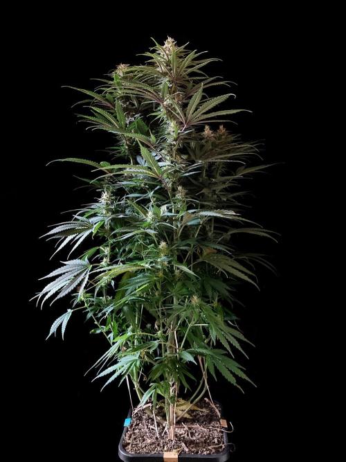 3M 🍁 NL x Thai. Week 11