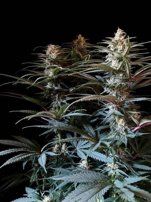 3M 🍁 NL x Thai. Week 11