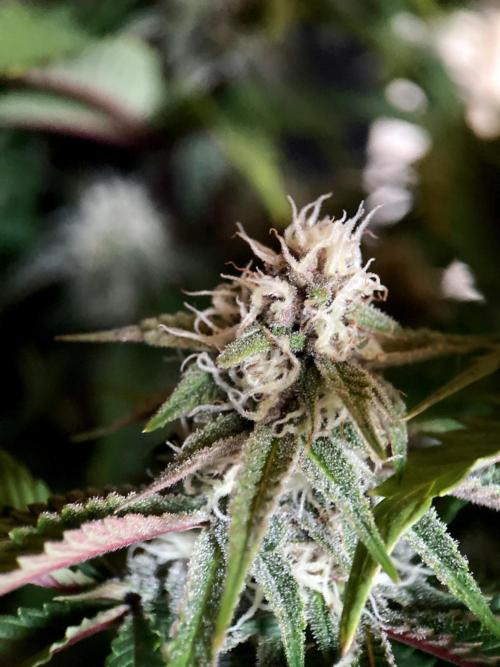 3M 🍁 NL x Thai. Week 11