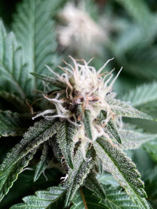 3M 🍁 NL x Thai. Week 11
