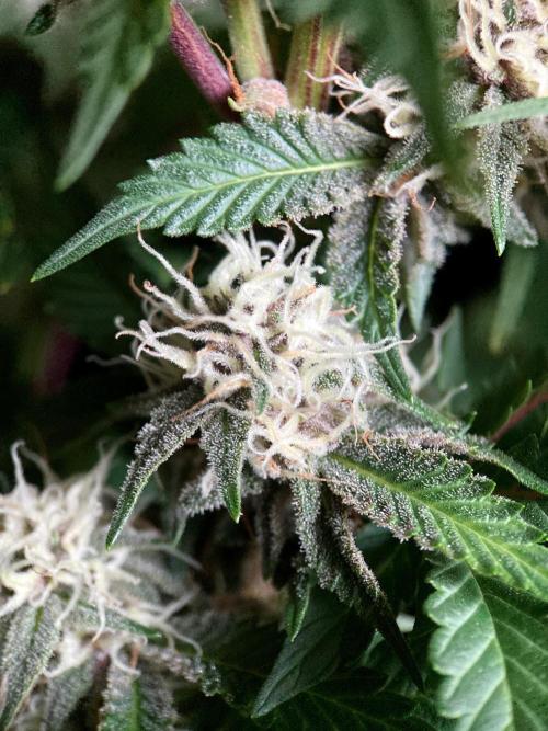 3M 🍁 NL x Thai. Week 11