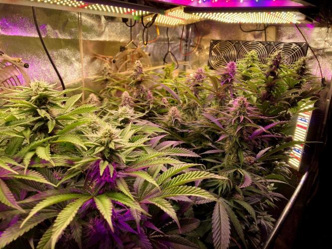 3M 🍁 NL x Thai. Week 11