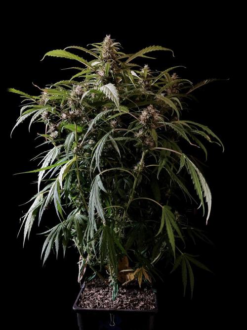 3M ❌ Tangie x Brazil. Week 14