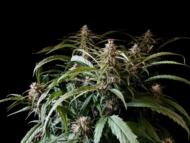3M ❌ Tangie x Brazil. Week 14