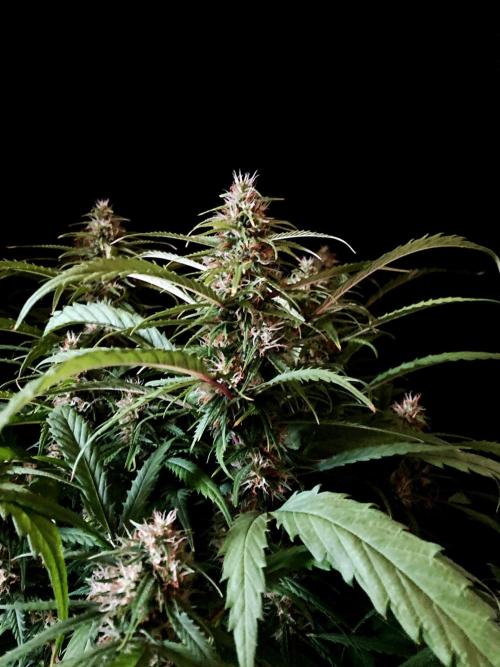 3M ❌ Tangie x Brazil. Week 14
