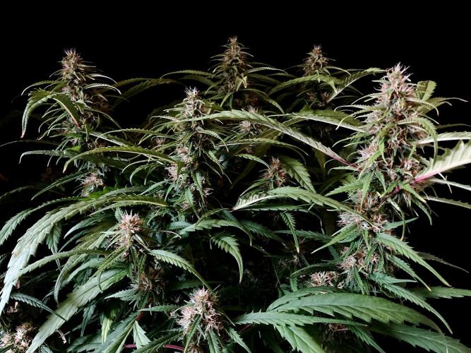 3M ❌ Tangie x Brazil. Week 14