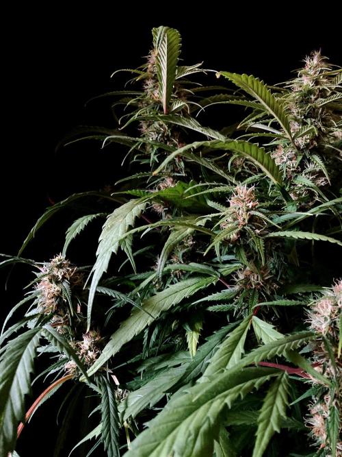 3M ❌ Tangie x Brazil. Week 14