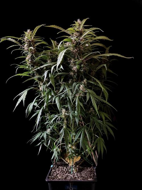 3M ❌ Tangie x Brazil. Week 14