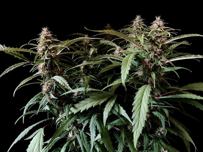 3M ❌ Tangie x Brazil. Week 14