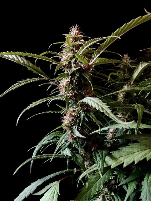 3M ❌ Tangie x Brazil. Week 14