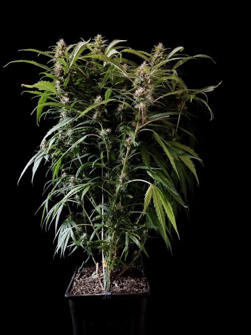 3M ❌ Tangie x Brazil. Week 14