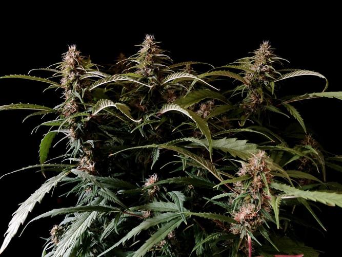 3M ❌ Tangie x Brazil. Week 14