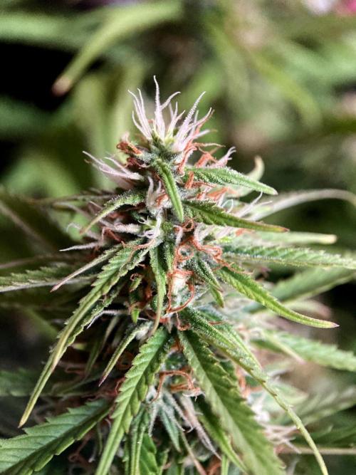3M ❌ Tangie x Brazil. Week 14