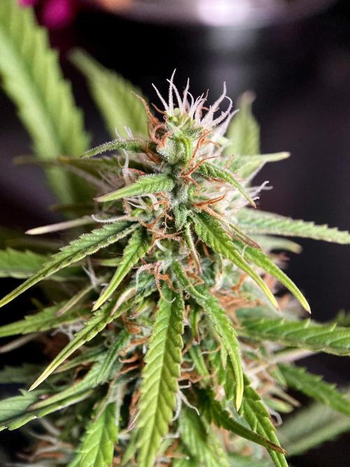 3M ❌ Tangie x Brazil. Week 14