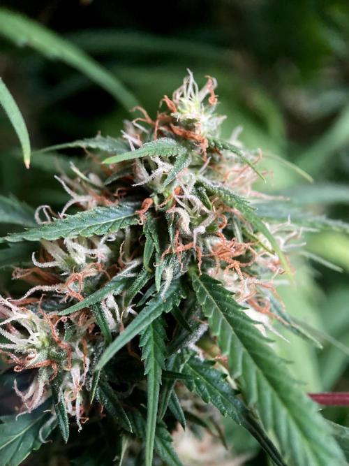 3M ❌ Tangie x Brazil. Week 14