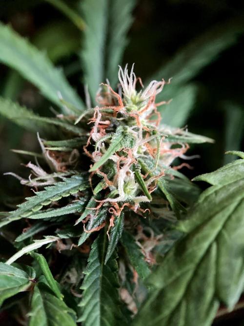 3M ❌ Tangie x Brazil. Week 14