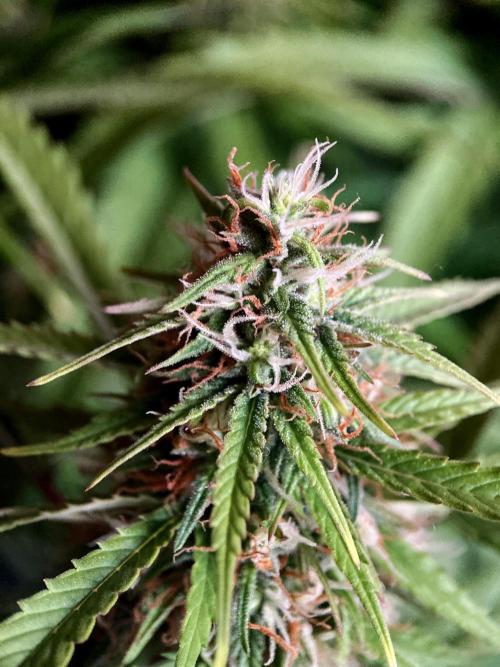 3M ❌ Tangie x Brazil. Week 14