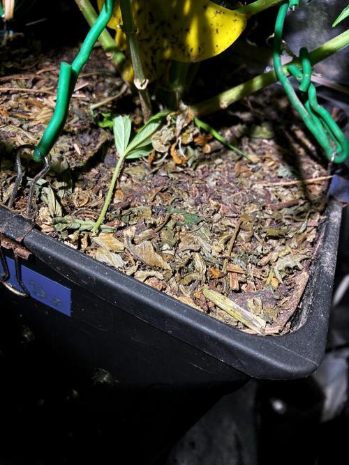 3M ❌ Tangie x Brazil. Week 14 - Sacred Mulch