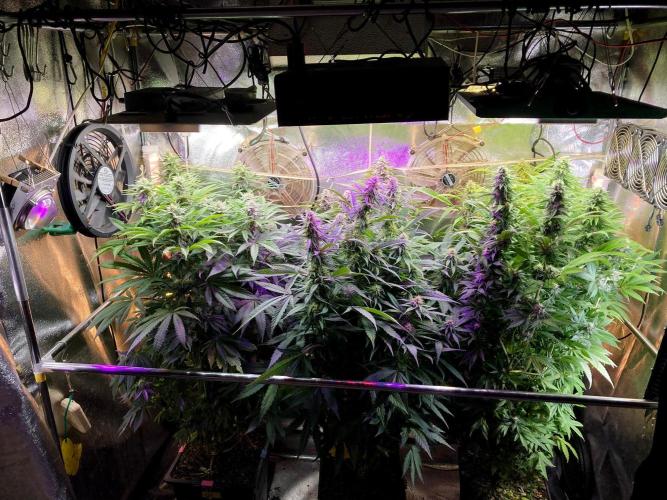 3M ❌ Tangie x Brazil. Week 14