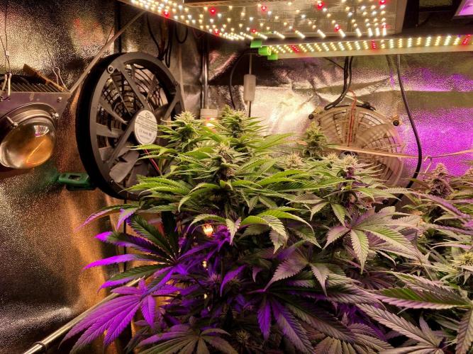 3M ❌ Tangie x Brazil. Week 14