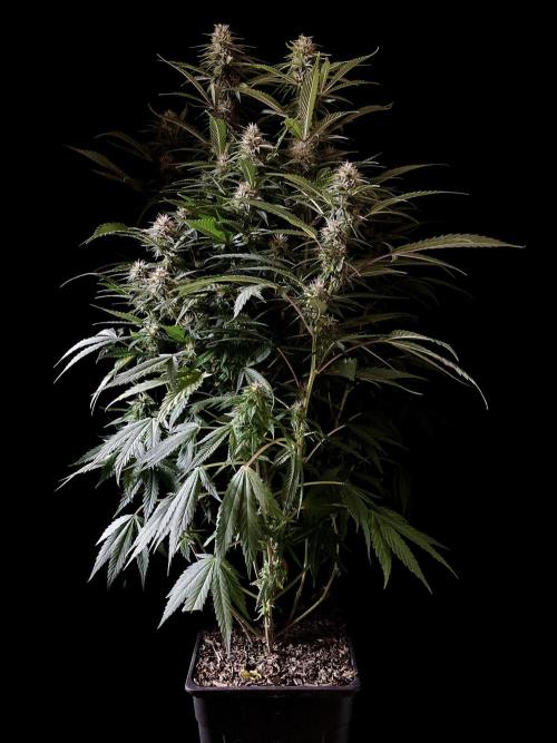 3M 👩 Runtz x Brazil. Week 14