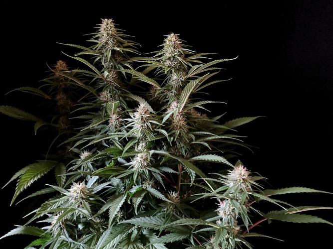 3M 👩 Runtz x Brazil. Week 14