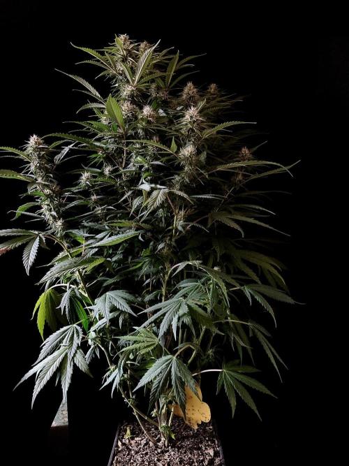 3M 👩 Runtz x Brazil. Week 14