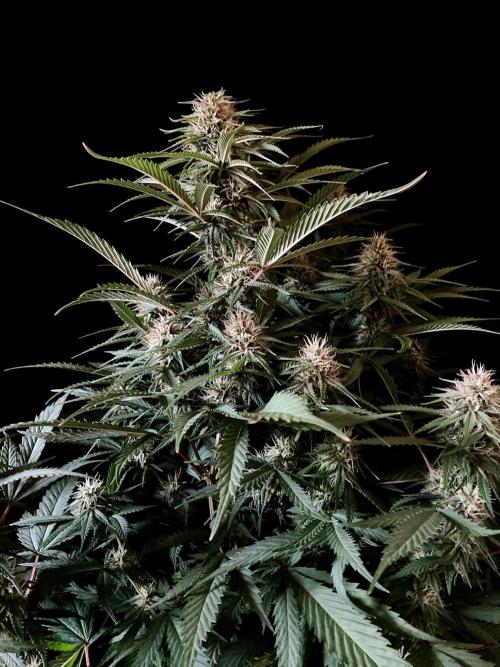 3M 👩 Runtz x Brazil. Week 14