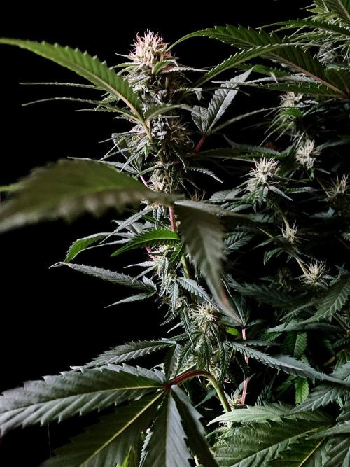 3M 👩 Runtz x Brazil. Week 14