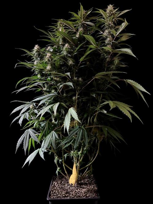 3M 👩 Runtz x Brazil. Week 14