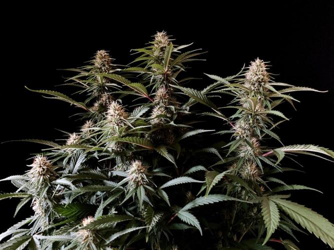 3M 👩 Runtz x Brazil. Week 14