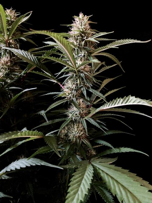 3M 👩 Runtz x Brazil. Week 14