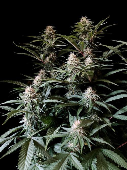 3M 👩 Runtz x Brazil. Week 14