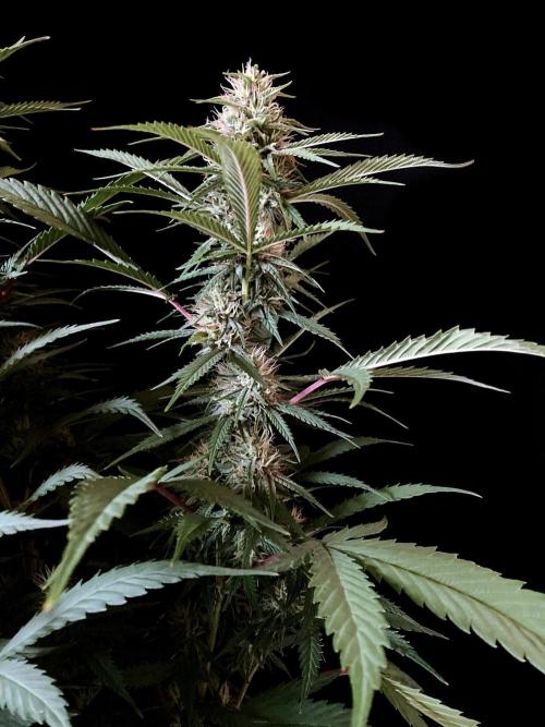 3M 👩 Runtz x Brazil. Week 14