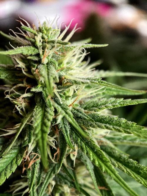3M 👩 Runtz x Brazil. Week 14